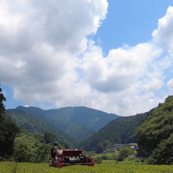 Tea Field