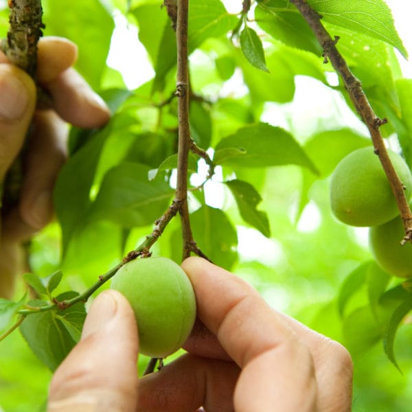 Plums on tree