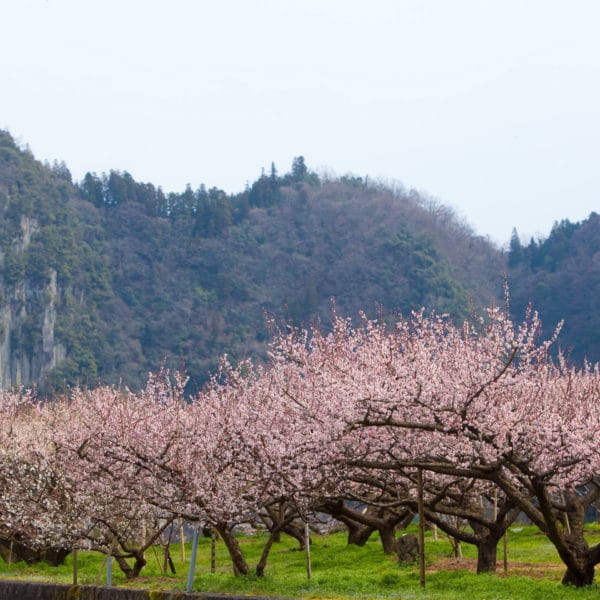 Plum Trees